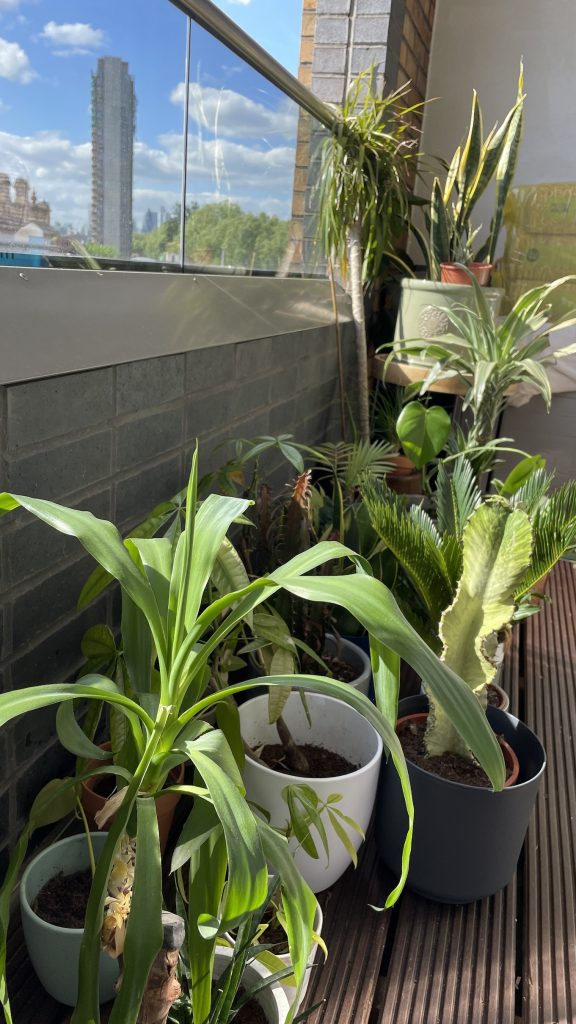 Houseplants in London