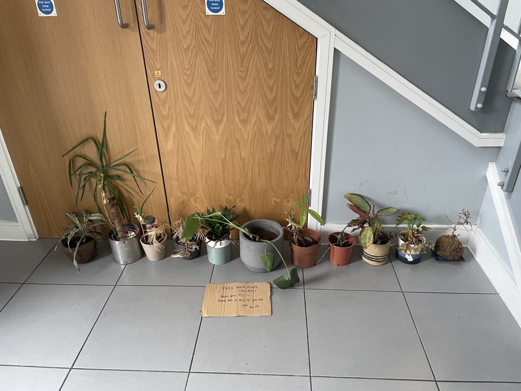 Houseplants Needing Care