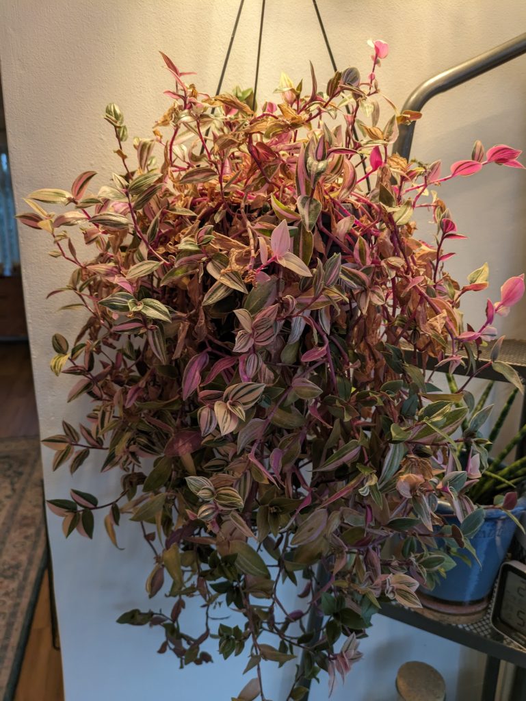 Tradescantia Mundula Lisa