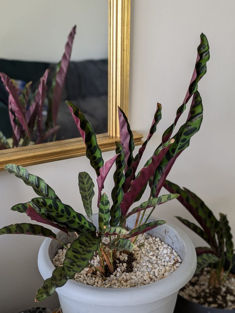 Rattlesnake Plant