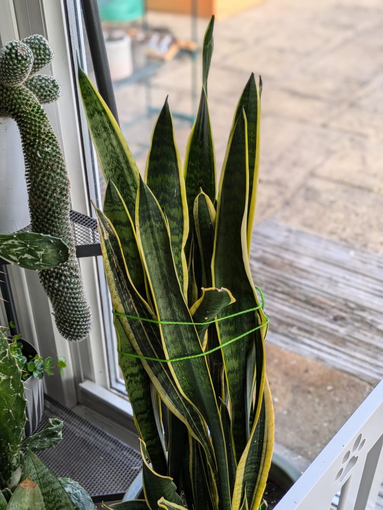 The Snake Plant from Mike, now several years old