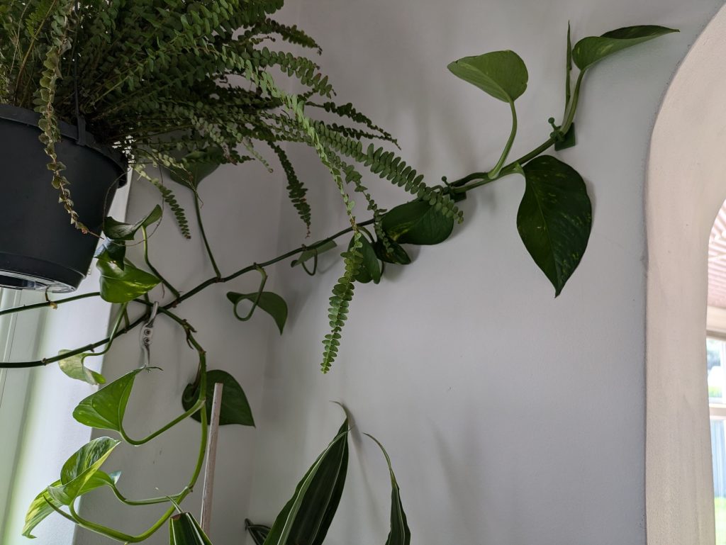 Pothos Plant (Devil's Ivy)