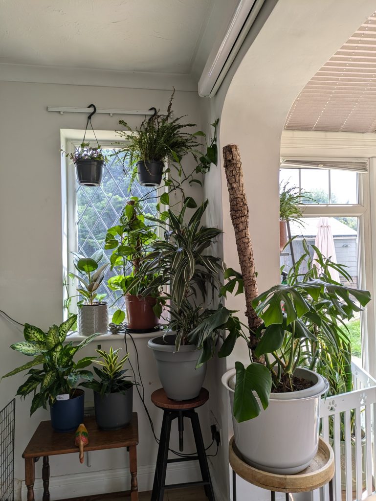 Current Plant Collection